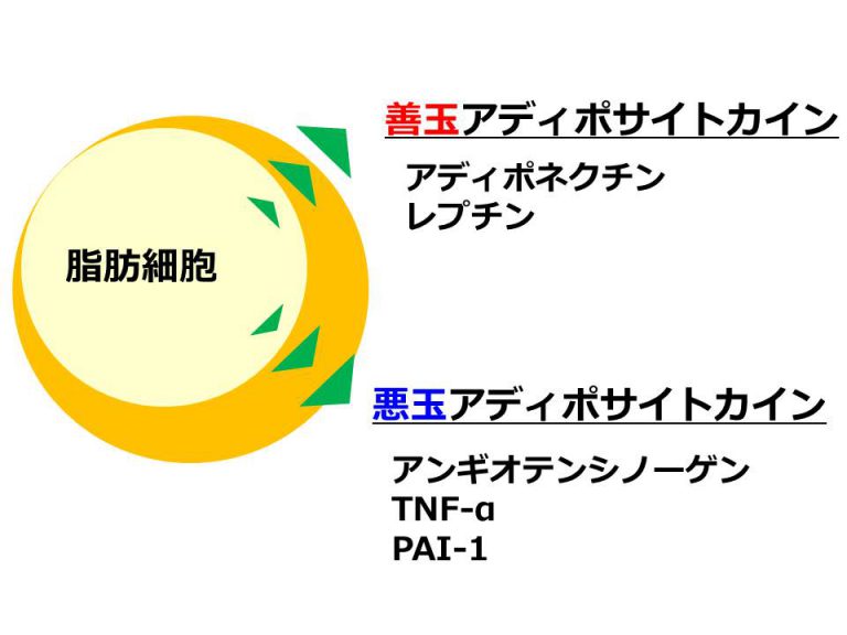 肥満と病気のメカニズム【アディポサイトカイン】