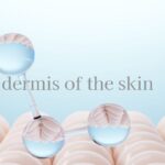 皮膚の真皮を学ぶ